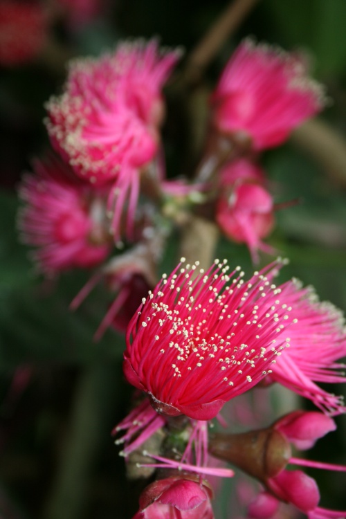 Syzygium malaccense