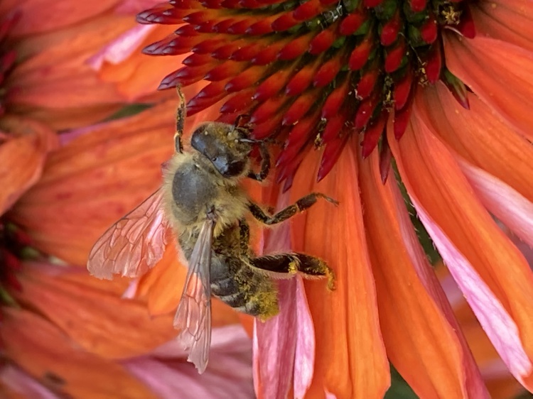 Bloem met bij